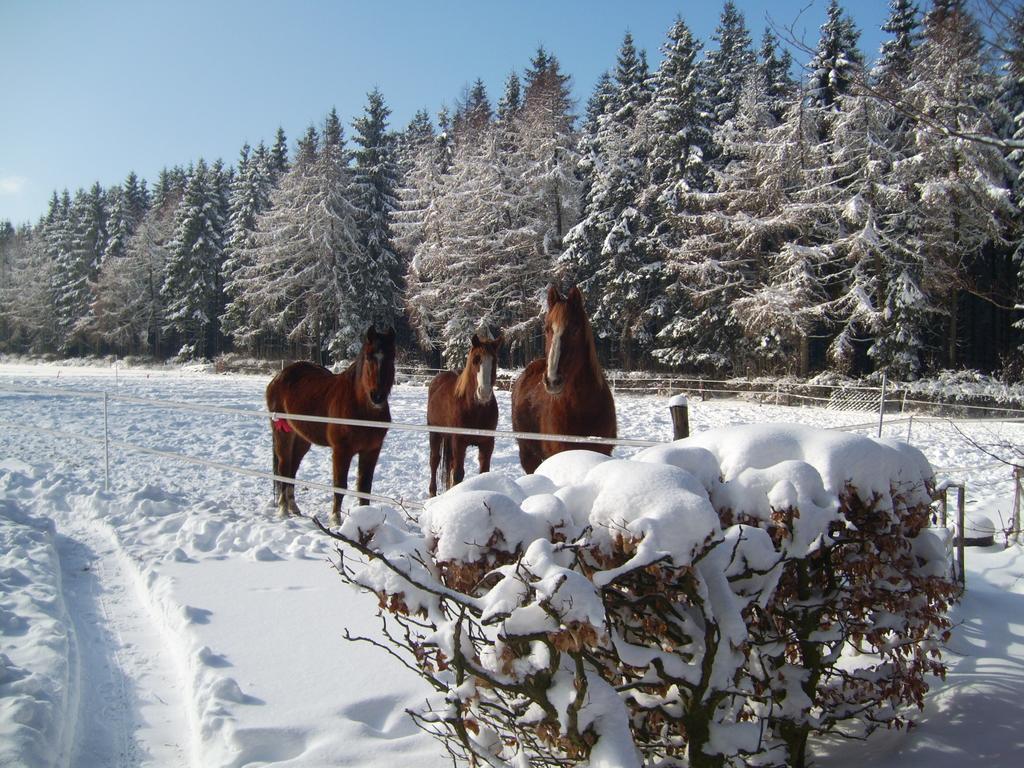 Farm Stay Heidehof Hellenthal Exterior foto